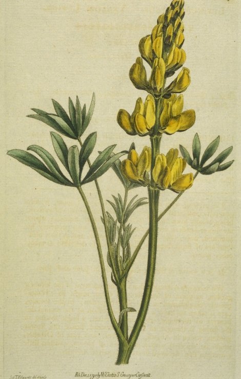 Lupinus luteus - Curtis's Botanical