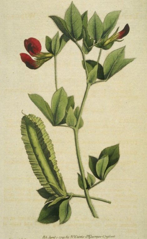 Lotus tetragonolobus - Curtis's Botanical