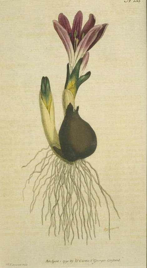 Bulbocodium vernum - Curtis's Botanical