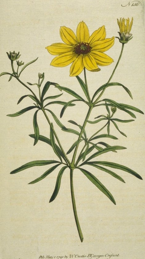 Coreopsis verticillata - Curtis's Botanical