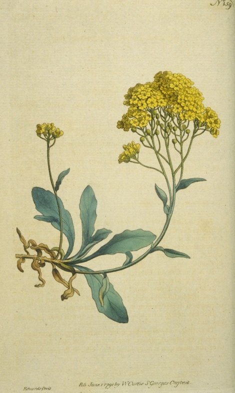 Aurinia saxatilis - Curtis's Botanical