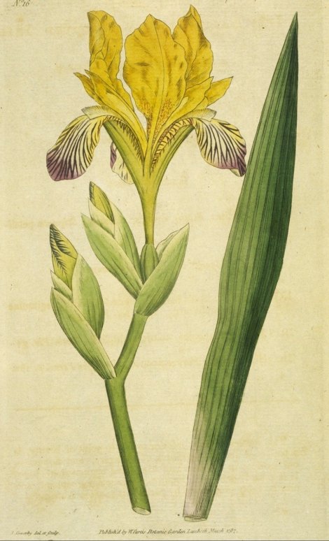 Iris variegata - Curtis's Botanical
