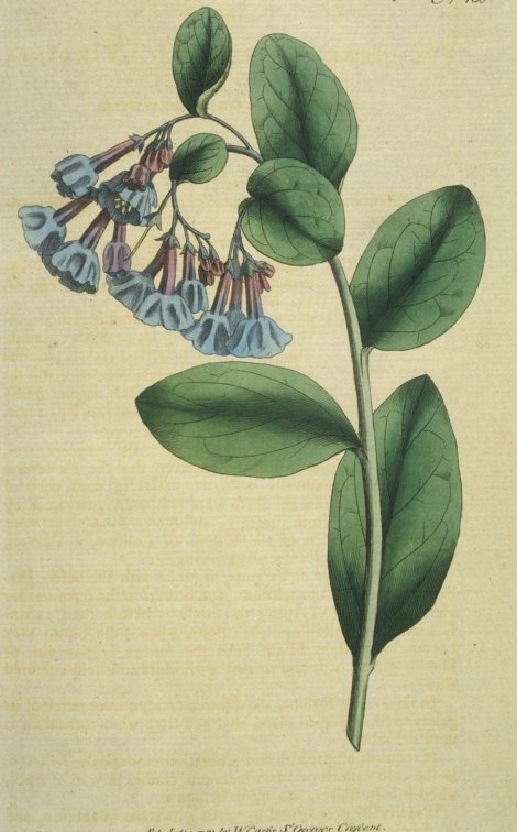 Mertensia virginica - Curtis's Botanical