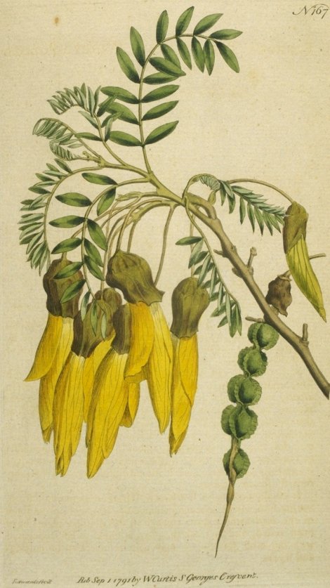 Sophora tetraptera - Curtis's Botanical