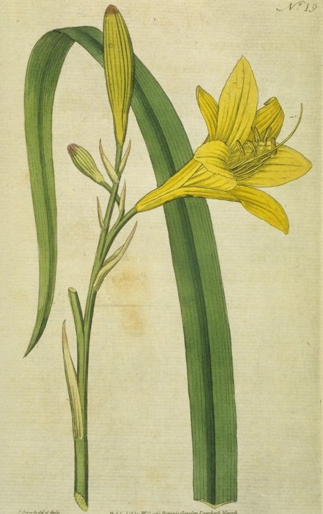 Hemerocallis lilioasphodelus - Curtis's Botanical