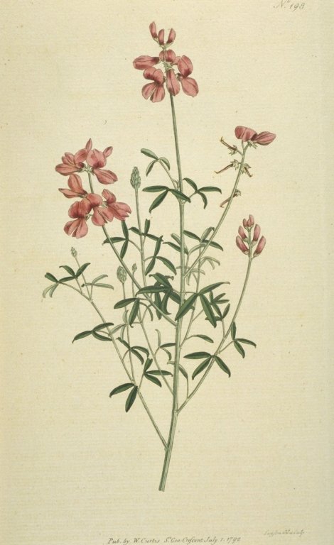 Indigofera candicans - Curtis's Botanical