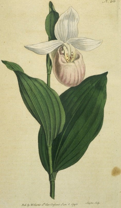 Cypripedium reginae - Curtis's Botanical