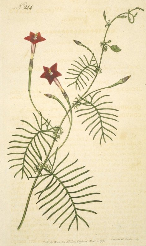 Ipomoea quamoclit - Curtis's Botanical