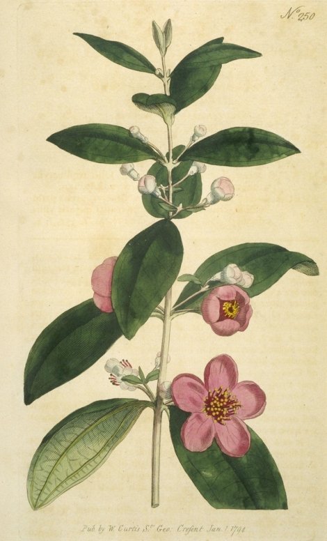 Rhodomyrtys tomentosa - Curtis's Botanical