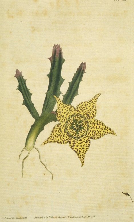Orbea variegata - Curtis's Botanical