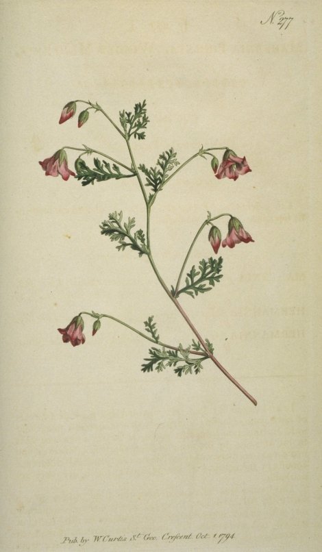 Mahernia pinnata - Curtis's Botanical