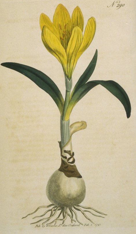 Sternbergia lutea - Curtis's Botanical