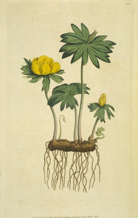 Eranthis hyemalis - Curtis's Botanical