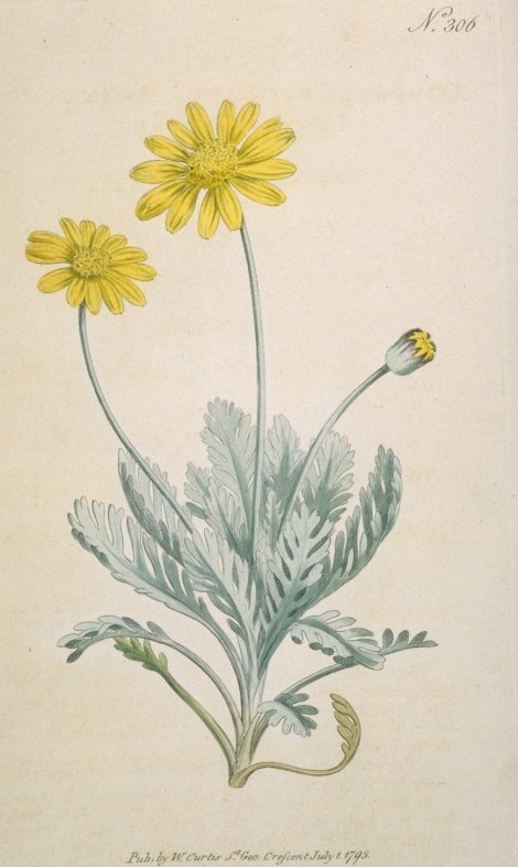 Euryops pectinatus - Curtis's Botanical