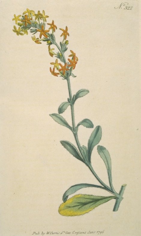 Manulea tomentosa - Curtis's Botanical