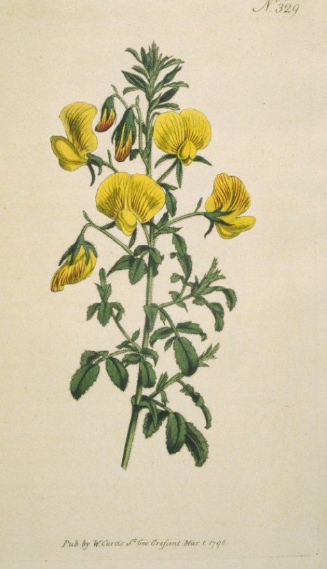 Ononis natrix - Curtis's Botanical