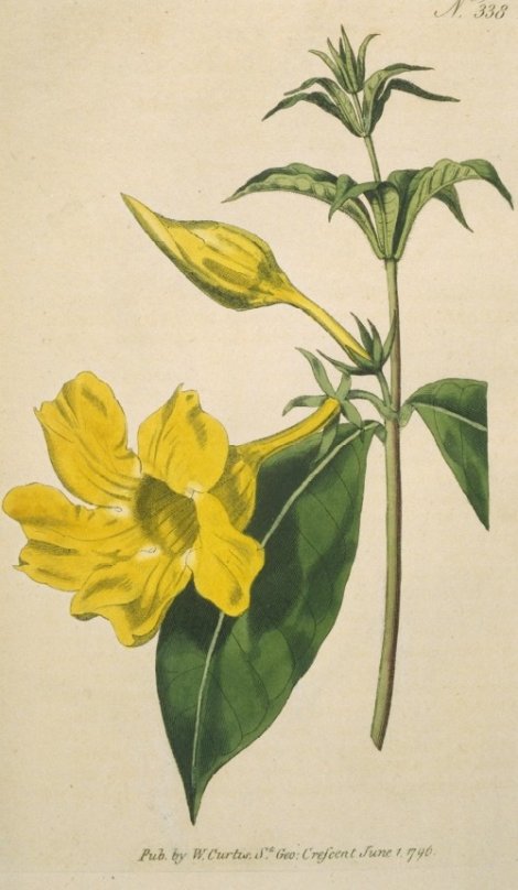 Allamanda cathartica - Curtis's Botanical