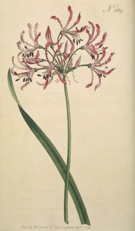 Amaryllis undulata - Curtis's Botanical