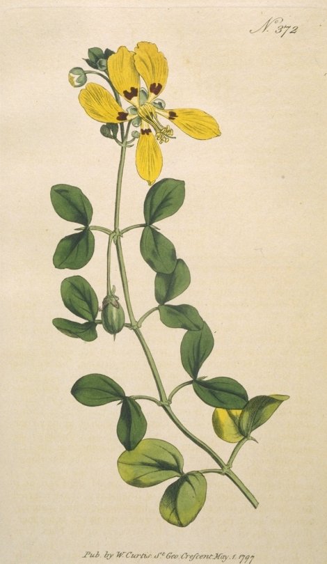 Zygophyllum foetidum insuave - Curtis's Botanical