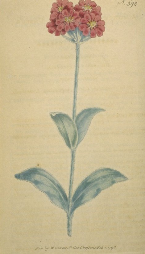 Lychnis flos jovis - Curtis's Botanical