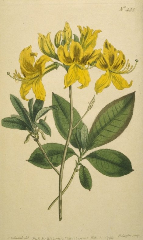 Rhododendron luteum - Curtis's Botanical