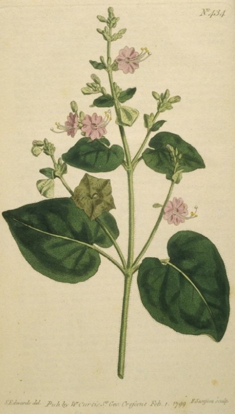 Mirabilis viscosa - Curtis's Botanical