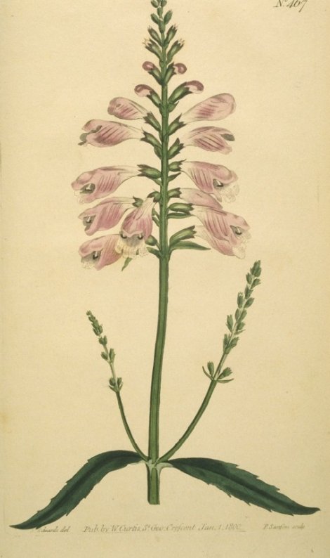 Physostegia virginiana - Curtis's Botanical