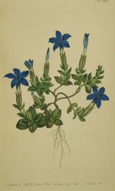 Gentiana verna - Curtis's Botanical