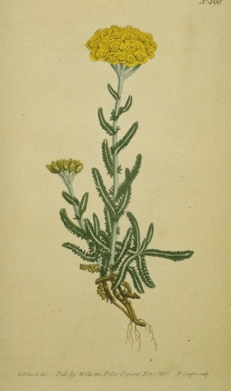 Achillea tomentosa - Curtis's Botanical