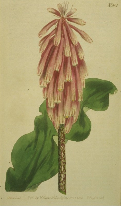 Aletris capensis - Curtis's Botanical