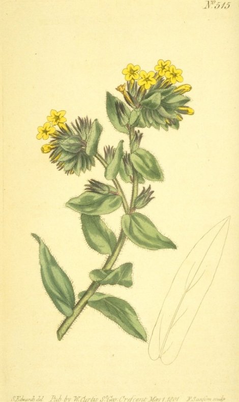 Lithospermum orientale - Curtis's Botanical