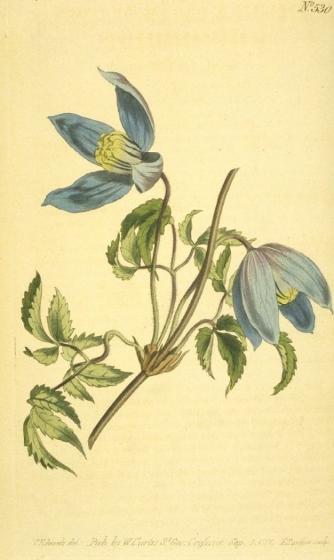 Clematis alpina - Curtis's Botanical