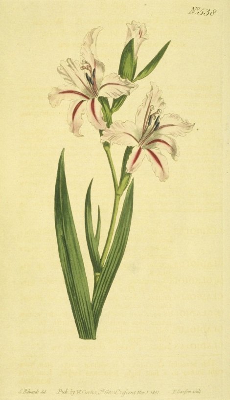 Gladiolus undulatus - Curtis's Botanical