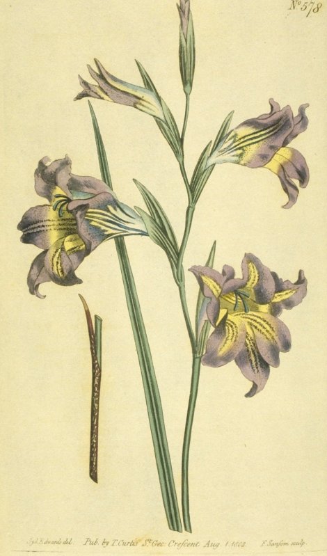 Gladiolus recurvus - Curtis's Botanical