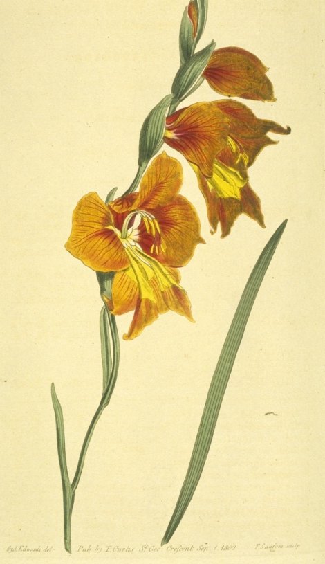 Gladiolus alatus - Curtis's Botanical