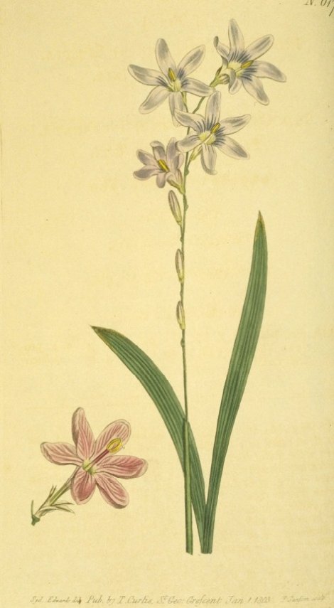 Ixia cappillaris - Curtis's Botanical