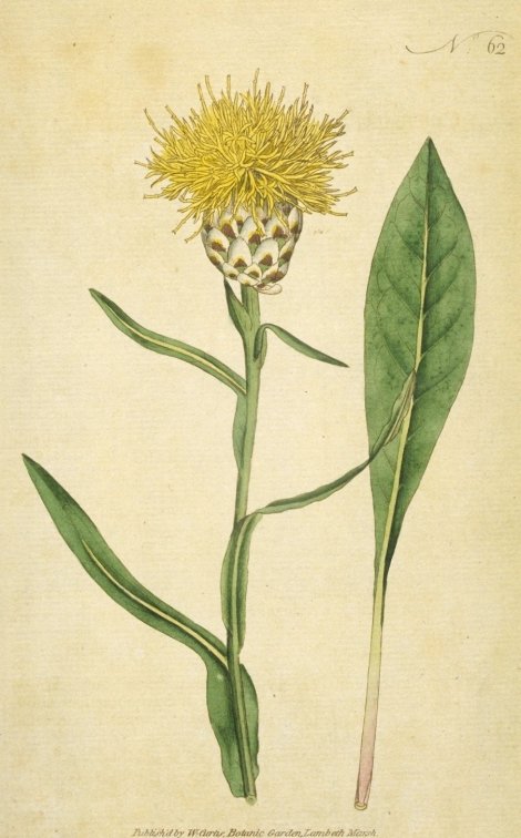 Centaurea glastifolia - Curtis's Botanical