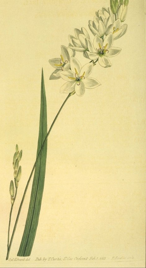 Ixia polystachia - Curtis's Botanical