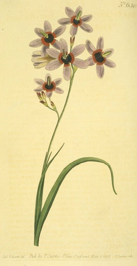 Ixia monadelpha - Curtis's Botanical