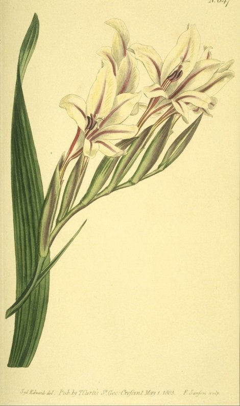 Gladiolus undulatus - Curtis's Botanical