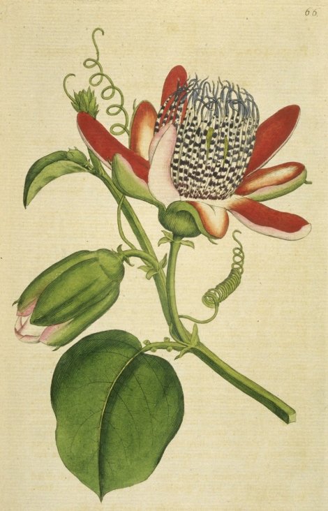 Passiflora alata - Curtis's Botanical