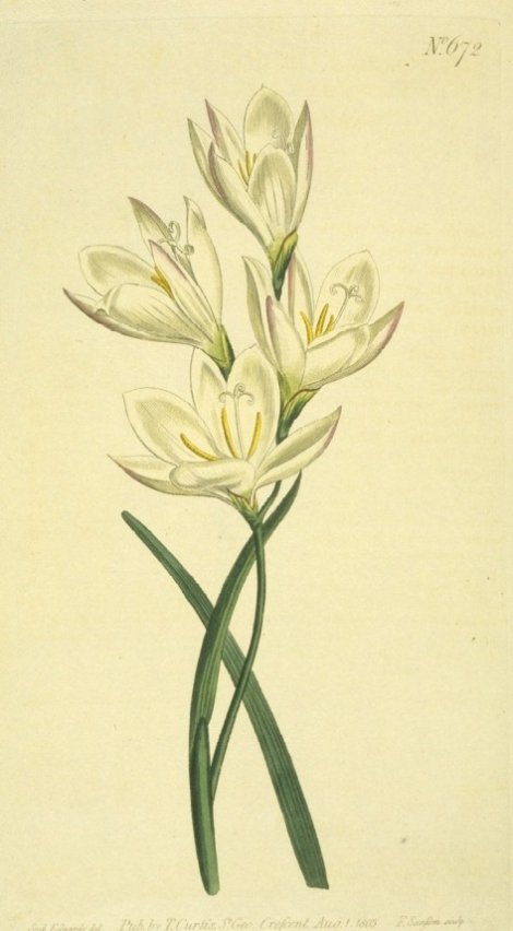 Geissorhiza obtusata - Curtis's Botanical