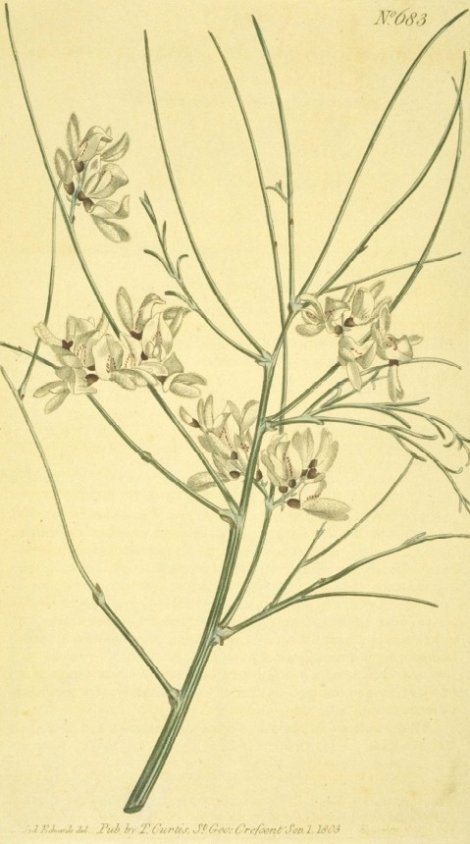 Retama monosperma - Curtis's Botanical