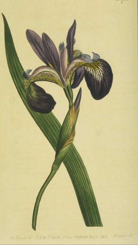 Iris virginica - Curtis's Botanical