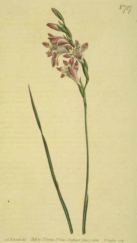 Gladiolus hirsutus (beta) - Curtis's Botanical