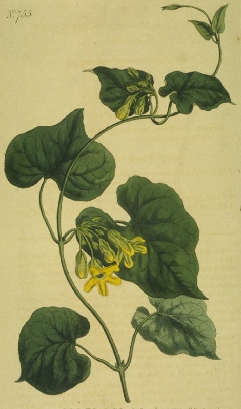 Pergularia minor - Curtis's Botanical