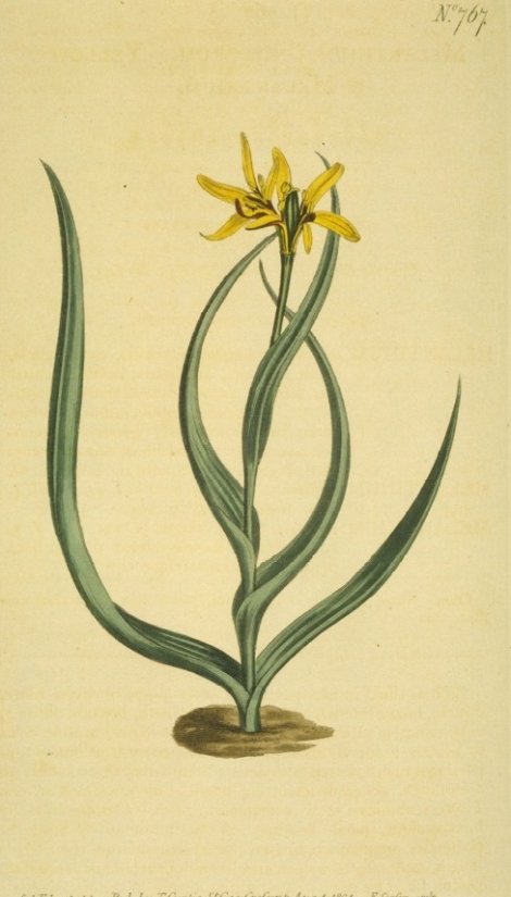 Melanthium uniflorum - Curtis's Botanical