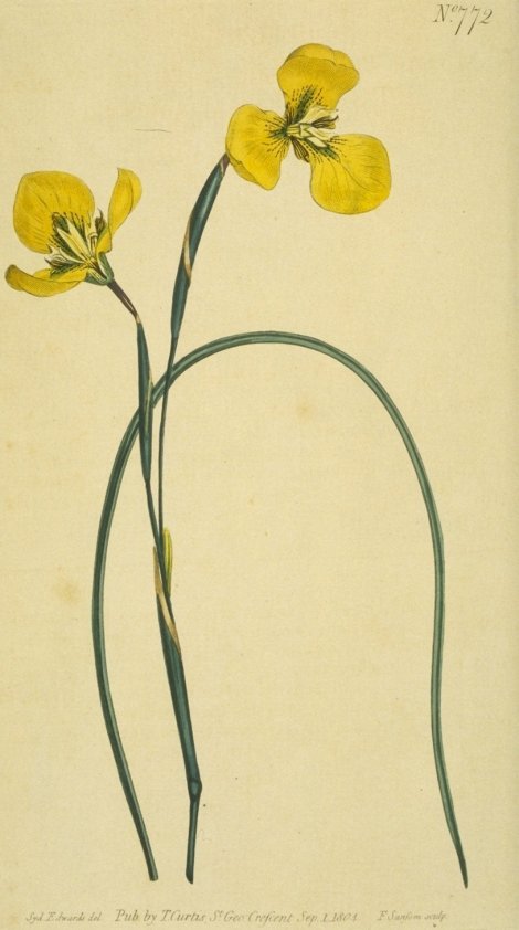 Moraea tricuspis (var. gamma) lutea - Curtis's Botanical