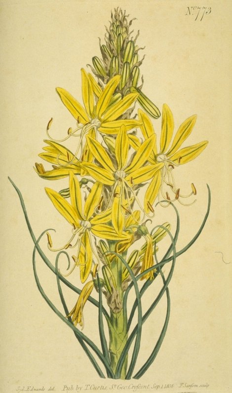 Asphodeline lutea - Curtis's Botanical