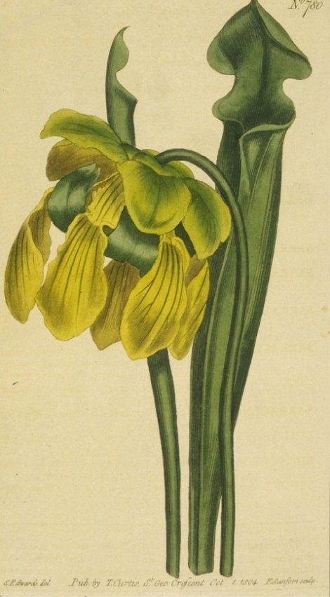 Sarracenia flava - Curtis's Botanical
